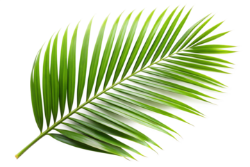 Single fresh green palm leaf isolated on transparent background for decoration, design element, or botanical study with a tropical and exotic feel