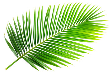 Obraz premium Fresh green palm leaf isolated on transparent background, perfect for tropical designs, botanical illustrations, or adding a natural touch to your project