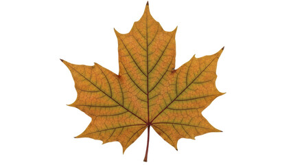 Isolated Autumn Leaf