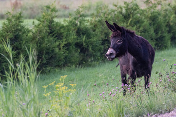 a stray donkey on the road