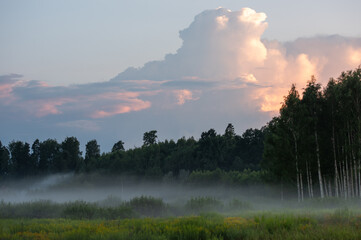 sunrise in the forest