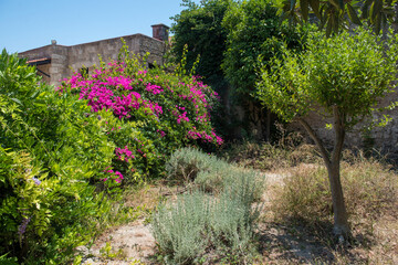 Medieval garden on the territory of the old town of Rhodes. Cypresses, shrubs, rhododendra, lemon trees, wildflowers