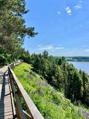 Juniper Valley in Kaunas district, Lithuania. A wooden boardwalk curves along a hillside abundant...