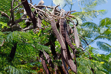 Tree Branches with Seed Pods and Green Leaves