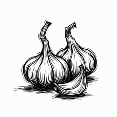 Garlic bulbs and cloves in black and white sketch illustration  