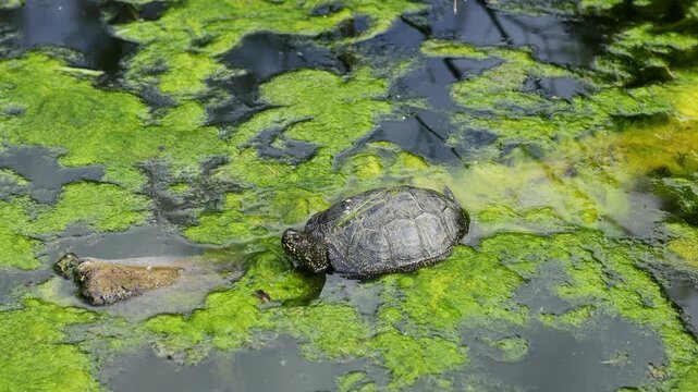 Turtle on grass and in pond. Reptile moving between land and water in natural habitat. Wildlife nature animal behavior and outdoor environment captured in detail. Small turtle on the grass
