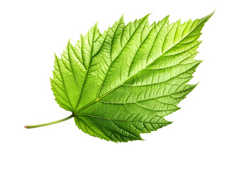 Fototapeta premium Closeup of a vibrant green raspberry leaf, showcasing its intricate veins and fresh texture, isolated on transparent background