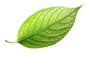 Obraz premium Detailed closeup of a vibrant green mint leaf, highlighting its intricate veins and fresh texture, isolated on transparent background