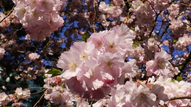 Sakura or cherry blossom flower of trees in Prunus subgenus Cerasus. Sakura pink flowers beautiful ornamental cherry trees Prunus serrulata. Tender color of blooming cherry trees in spring