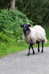 black headed horny sheep, shaggy white fleece, walking along a path, portrait format photo