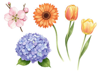 Photo of a watercolor collection of delicate flowers including hydrangea, gerbera, tulip, and cherry blossom isolated on transparent background