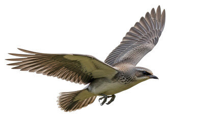 Isolated Flying Bird with Spread Wings