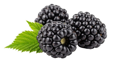 Isolated Blackberries
