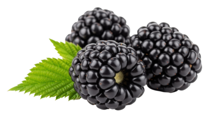 Isolated Blackberries