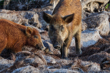 Wild boar looking for food