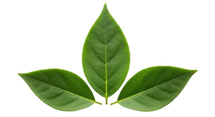 Obraz premium Isolated Three Green Leaves