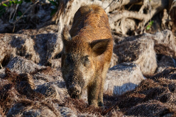 Wild boar looking for food
