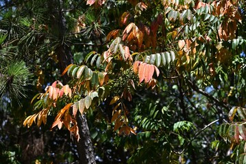 Japanese wax tree fruits (Drupe). In Japan, Japanese wax is extracted from the fruits of this tree...