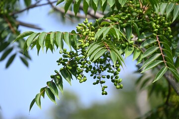 Japanese wax tree fruits (Drupe). In Japan, Japanese wax is extracted from the fruits of this tree...