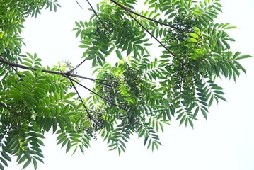 Japanese wax tree fruits (Drupe). In Japan, Japanese wax is extracted from the fruits of this tree and used as a raw material for Japanese candles and other products.