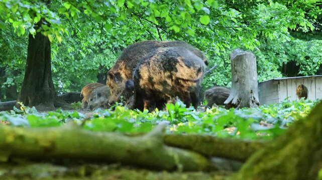 Wild boar walking in forest. Large mammal in natural habitat among trees and vegetation. Wildlife, nature, animal behavior, and outdoor scenery captured in detail. Boars family piglets