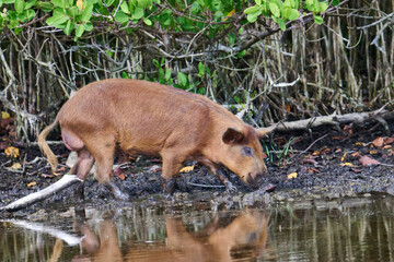 Wild boar looking for food