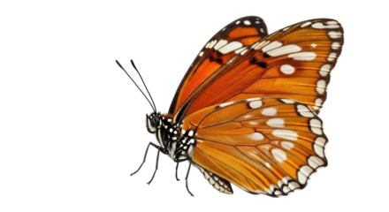 Isolated Butterfly