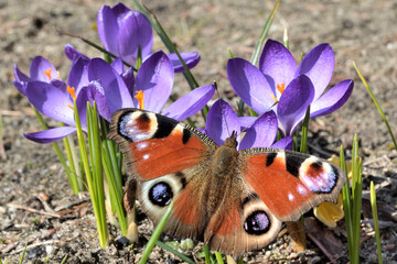 Schmetterling auf Krokus