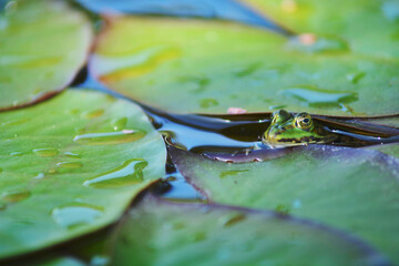 Teichfrosch versteckt sich unter Seerosen