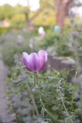 lila Tulpe