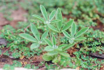 Lupinus texensis - Texas Bluebonnet Seedling
