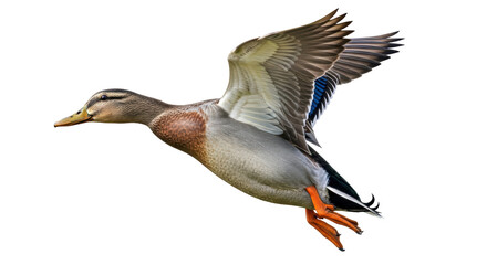 Isolated Flying Duck