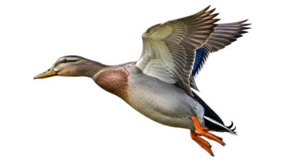 Isolated Flying Duck