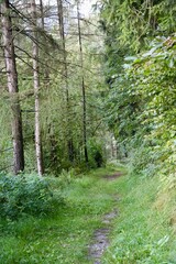 Fototapeta premium path in the woods