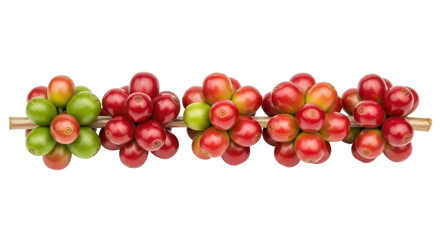 Isolated Fresh Coffee Cherries on the Branch