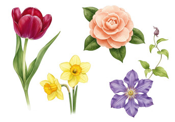 Photo of a beautiful watercolor set of floral illustrations isolated on transparent background, featuring a tulip, camellia, daffodil, and clematis