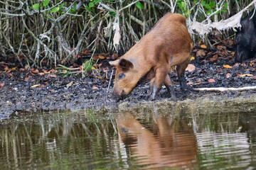 Wild boar foraging in a marsh 