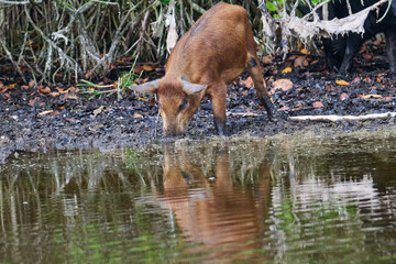 Wild boar foraging in a marsh 