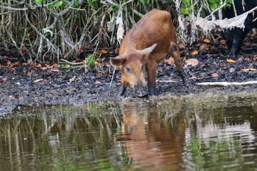 Fototapeta premium Wild boar foraging in a marsh 