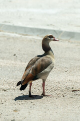 wild duck on the beach