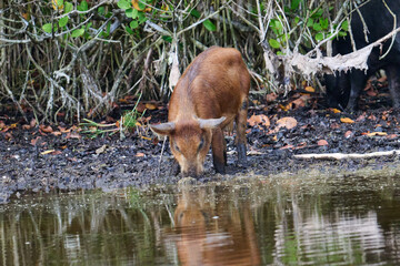 Wild boar foraging in a marsh 