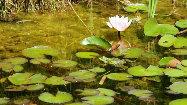 Frog in pond. Amphibian resting on water surface among aquatic plants. Wildlife, nature, and wetland habitat in close-up view, water animals wildlife in summer. Green frog in the natural habitat