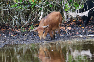 Fototapeta premium Wild boar foraging in a marsh 