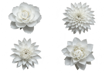 Photo of a set of four white flowers isolated on transparent background, showcasing the intricate details of petals and floral design