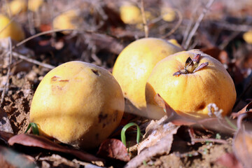 Fallen Quince Fruits on Autumn Ground