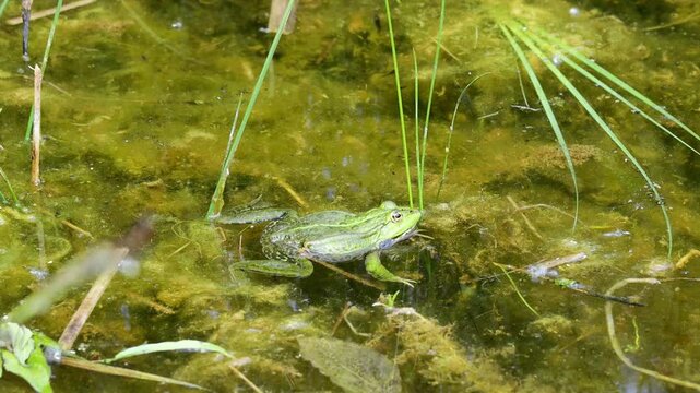 Frog in pond. Amphibian resting on water surface among aquatic plants. Wildlife, nature, and wetland habitat in close-up view, water animals wildlife in summer. Green frog in the natural habitat