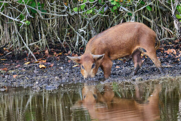 Wild boar foraging in a marsh 