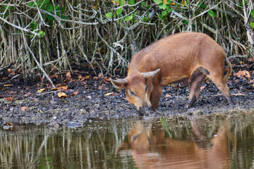 Wild boar looking for food in a marsh. 