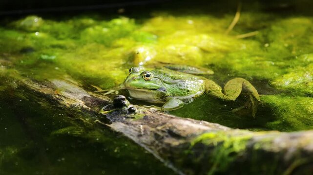 Frog in pond. Amphibian resting on water surface among aquatic plants. Wildlife, nature, and wetland habitat in close-up view, water animals wildlife in summer. Green frog in the natural habitat