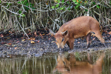 Fototapeta premium Wild boar looking for food in a marsh. 
